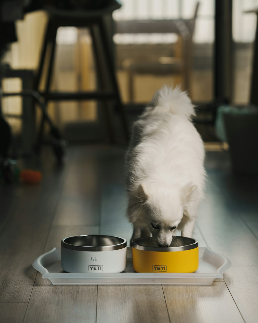 Dog using premium Yeti boomer 4 dog bowls.
