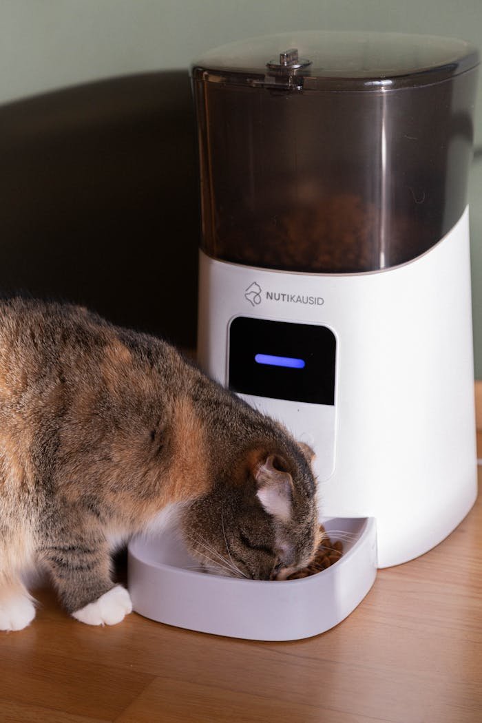 A domestic cat eating from an automatic pet feeder indoors. Perfect for pet lifestyle concepts.