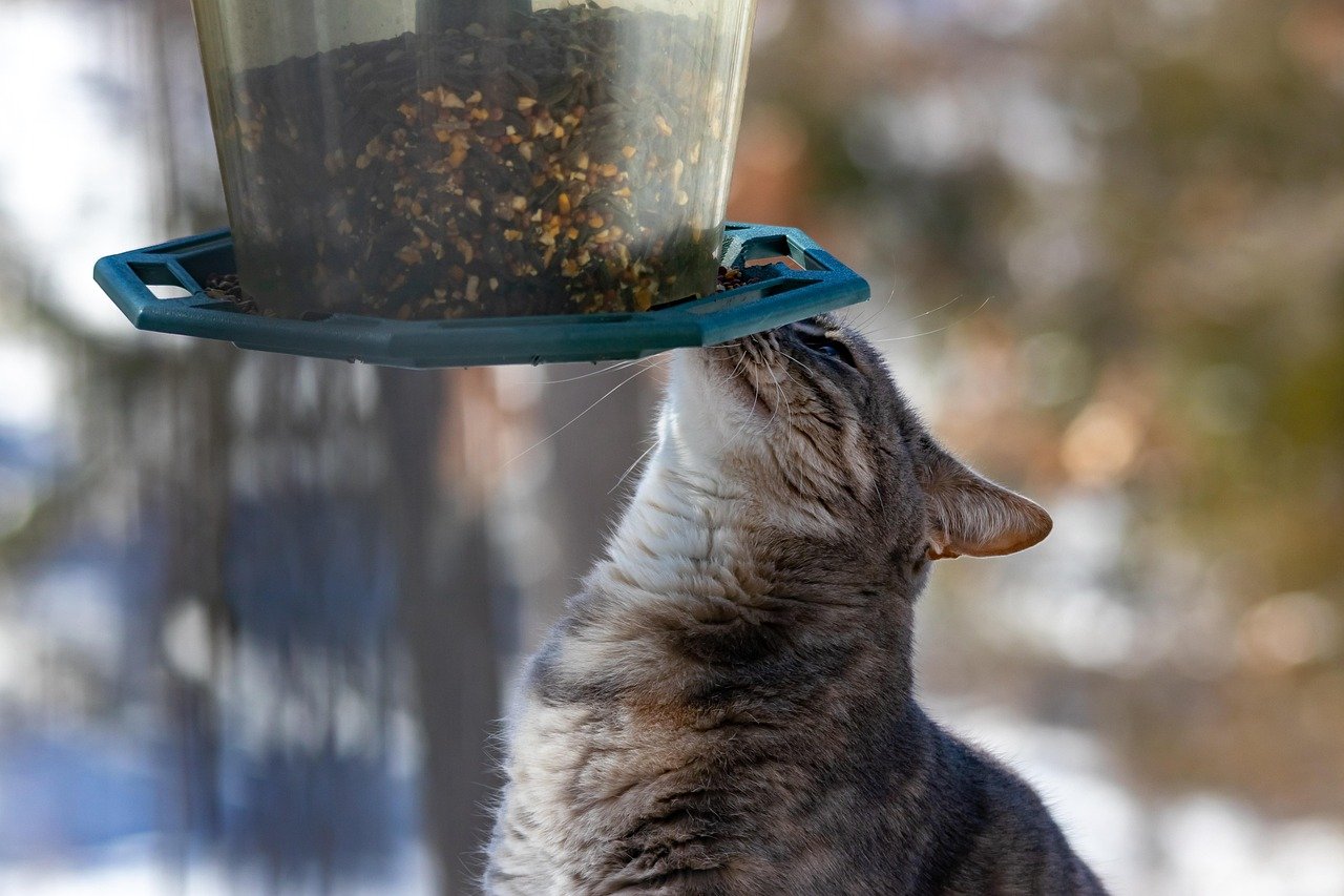 cat, feline, feeder, pet, nature, animal, wildlife