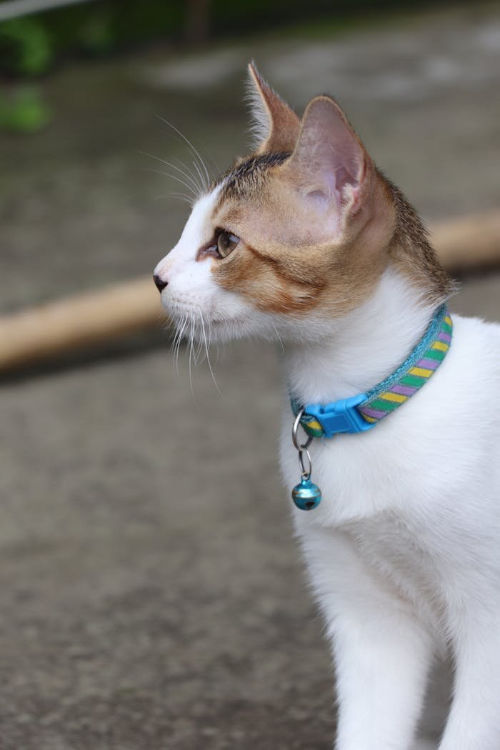 Portrait of a domestic cat wearing a colorful collar, outdoors in Dhaka, Bangladesh.