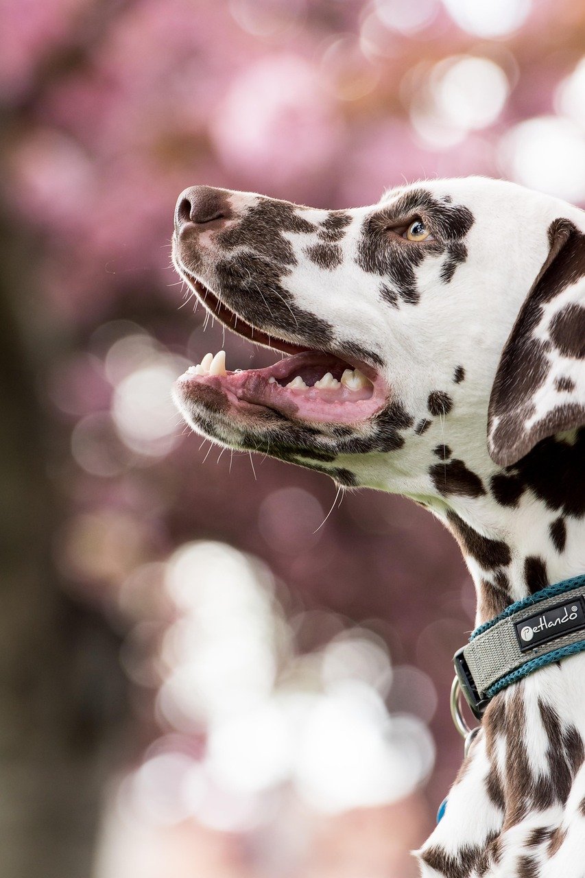 dalmatian, dog, pet, head, nature, snout, animal, domestic dog, canine, mammal, cute, closeup, portrait