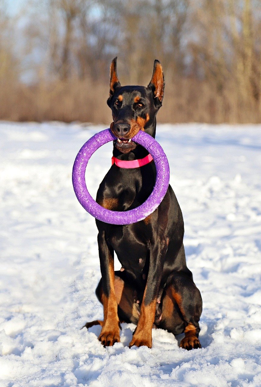doberman, nature, pet, dog, hoop, sitting, animal, snow, smart