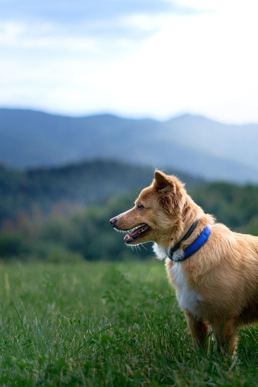 dog, mountain, pet, forest, meadow, sky, animal, nature