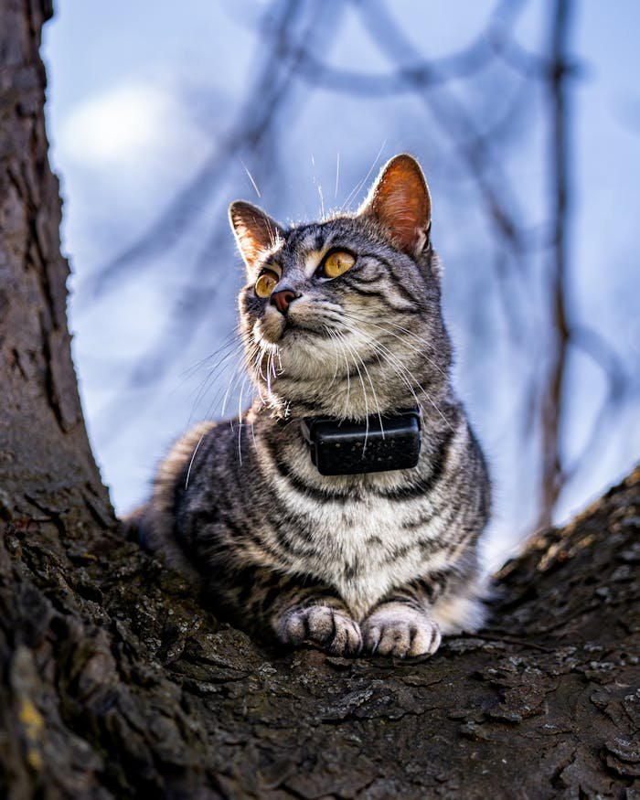 A tabby cat wearing a GPS collar sits on a tree, gazing thoughtfully.
